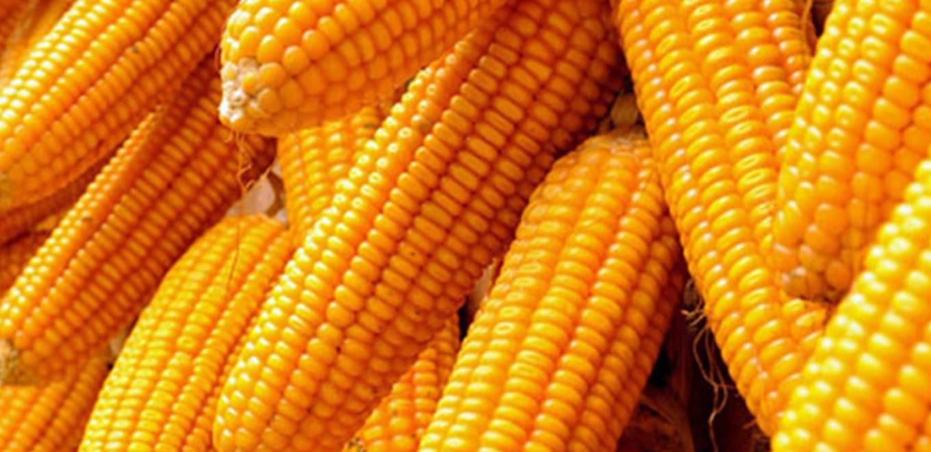 MAIZE